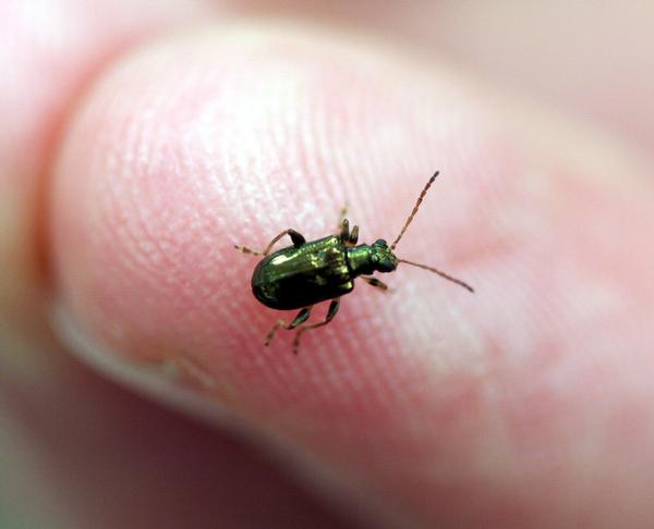 Tradescantia leaf beetle